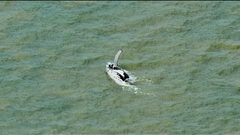 حوت يعود أدراجه إلى البحر بعدما ضل طريقه في  نهر يعج بالتماسيح