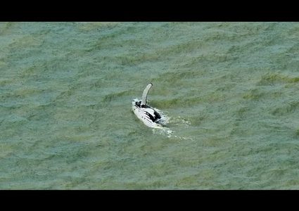 حوت يعود أدراجه إلى البحر بعدما ضل طريقه في  نهر يعج بالتماسيح