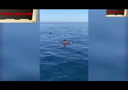 سباح يسبح بجانب سمكة قرش عملاقة