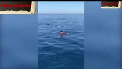 سباح يسبح بجانب سمكة قرش عملاقة