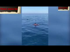 سباح يسبح بجانب سمكة قرش عملاقة