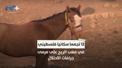 لماذا تعتبر الأغوار الهدف الأول للاحتلال في خطة ضم الضفة الغربية؟