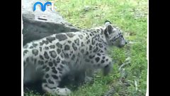 ظهور نادر للنمر الثلجي المعرض للإنقراض