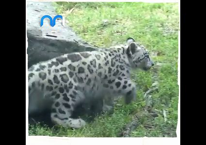 ظهور نادر للنمر الثلجي المعرض للإنقراض