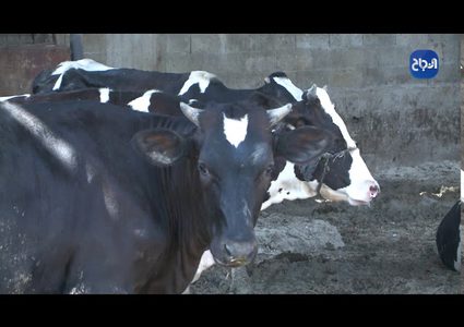 فقدان حاسة البصر لم يثن الخمسيني شحادة عن عمله بمزرعة الأبقار