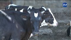 فقدان حاسة البصر لم يثن الخمسيني شحادة عن عمله بمزرعة الأبقار