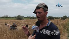 حصاد القمح .. فرصة عمل موسمية لتحدي البطالة في غزة