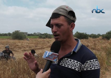 حصاد القمح .. فرصة عمل موسمية لتحدي البطالة في غزة