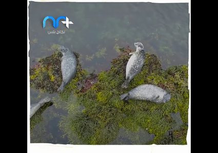 هل مللت من كورونا؟ عبّر عن غضبك وأرسل صرختك لآيسلندا