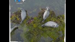 هل مللت من كورونا؟ عبّر عن غضبك وأرسل صرختك لآيسلندا