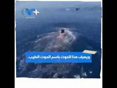 سعودي يركب على ظهر حوت البهلوان