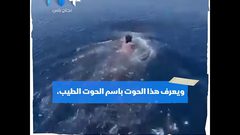 سعودي يركب على ظهر حوت البهلوان