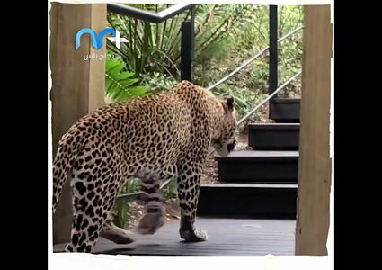 نمر يقتحم مطعما ويثير الرعب بين الحضور