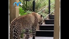 نمر يقتحم مطعما ويثير الرعب بين الحضور