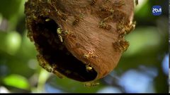 فوائد مذهلة لسم النحل في علاج خلايا السرطان