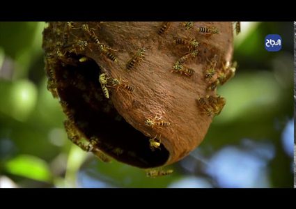 فوائد مذهلة لسم النحل في علاج خلايا السرطان