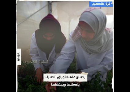 فتيات من غزة يحولن ورق الاستيفيا الى سكر طبي لمرضى السكر