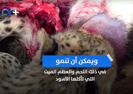 تحذير .. "عظام الأسود" قد تتسبب في تفشي وباء جديد