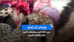 تحذير .. "عظام الأسود" قد تتسبب في تفشي وباء جديد