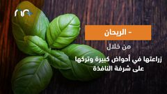 طرق التخلص من الناموس  .. تعرف عليها