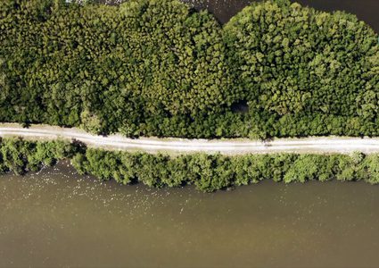 أشجار المانغروف المخزنة لانبعاث الكربون في خطر
