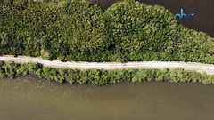 أشجار المانغروف المخزنة لانبعاث الكربون في خطر