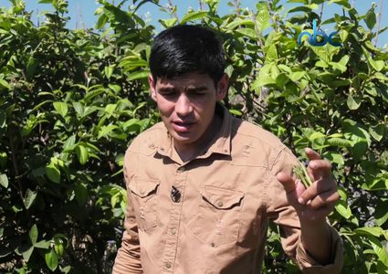 تطعيم الجوافة .. تقنيةٌ جديدة في غزة تهدف لتحسين الانتاج