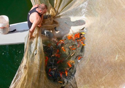 الشاب مراد أبو عرام يعمل في مشروعه لتربية الأسماك