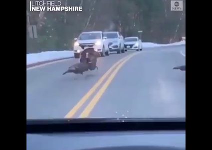 ديك رومي أوقف طريق سريع