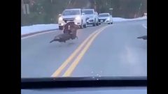 ديك رومي أوقف طريق سريع