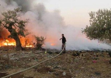 إحتراق 50 شجرة زيتون جنوب مدينة جنين