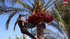 موسم حصاد التمور فى دير البلح بوسط قطاع غزة