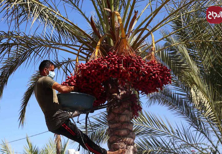 موسم حصاد التمور فى دير البلح بوسط قطاع غزة