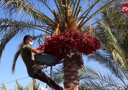 موسم حصاد التمور فى دير البلح بوسط قطاع غزة