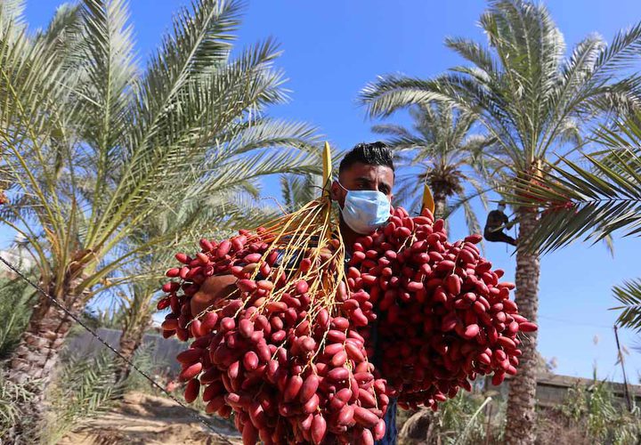 موسم حصاد التمور فى دير البلح بوسط قطاع غزة