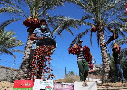 موسم حصاد التمور فى دير البلح بوسط قطاع غزة