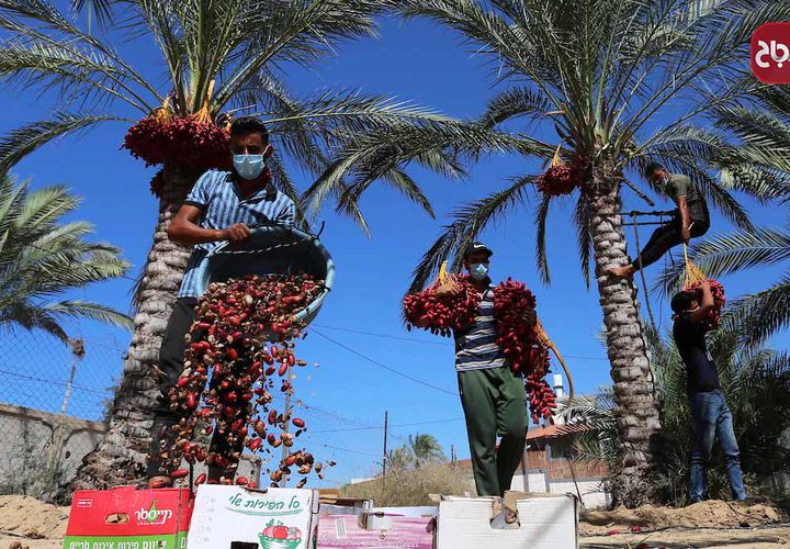 موسم حصاد التمور فى دير البلح بوسط قطاع غزة