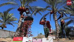 موسم حصاد التمور فى دير البلح بوسط قطاع غزة