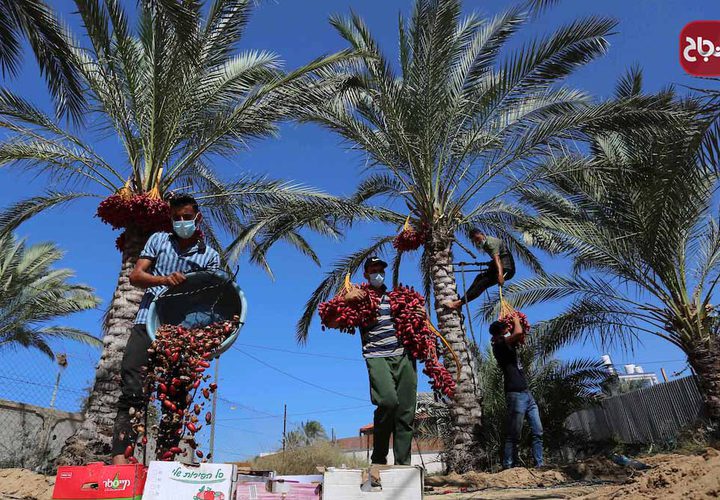 موسم حصاد التمور فى دير البلح بوسط قطاع غزة