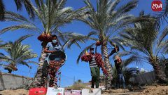موسم حصاد التمور فى دير البلح بوسط قطاع غزة