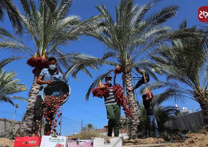 موسم حصاد التمور فى دير البلح بوسط قطاع غزة