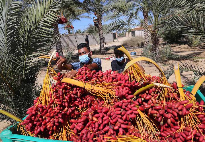 موسم حصاد التمور فى دير البلح بوسط قطاع غزة