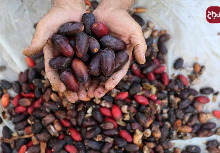 موسم حصاد التمور فى دير البلح بوسط قطاع غزة