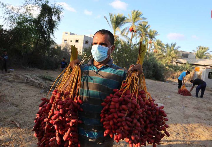 موسم حصاد التمور فى دير البلح بوسط قطاع غزة