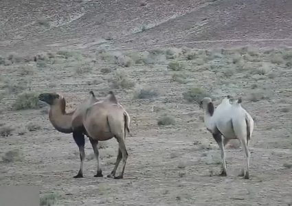 شاهد ظهور أول جمل أبيض في الصين