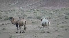 شاهد ظهور أول جمل أبيض في الصين