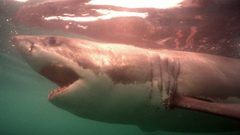 أسماك القرش على حافة الانقراض بسبب كورونا