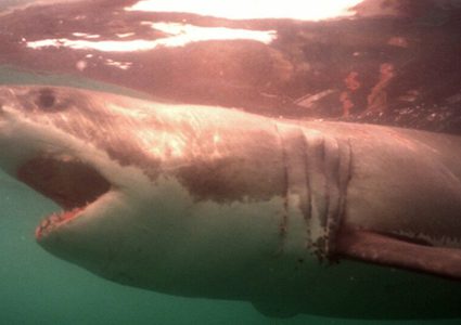 أسماك القرش على حافة الانقراض بسبب كورونا