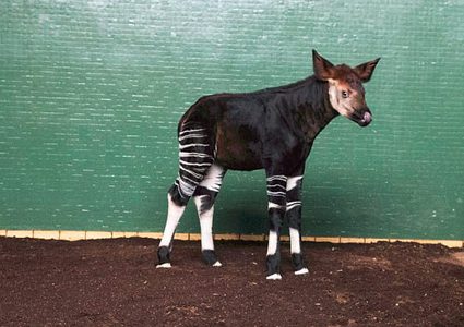 شاهد ولادة أنثى حيوان "أكاب" في حديقة لندن