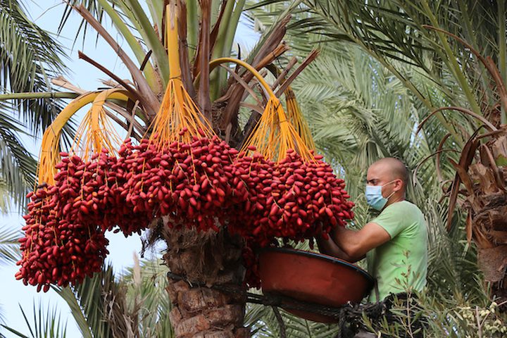 بدء موسم قطف ثمار البلح في قطاع غزة